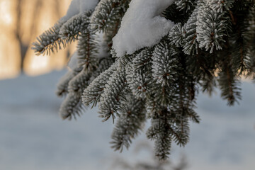 Pine branch covered with frost against the background of tree trunks