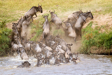 Blue wildebeest, brindled gnu (Connochaetes taurinus) herd crossing the Mara river and not getting out on steep riverbank, Serengeti national park, Tanzania. - obrazy, fototapety, plakaty