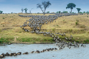 Blue wildebeest, brindled gnu (Connochaetes taurinus) herd crossing the Mara river during the great...