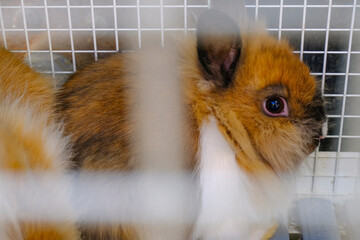 Cute fluffy nano rabbit, o rabbit muzzle close-up in cage. Domestic pets
