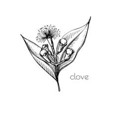 Green seeds clove flower sketch in retro style. Ink illustration. Isolated set. Vintage floral white background. Vector drawing.