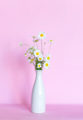
Branch of delicate field daisies in a vase on a pink background.