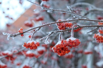red berries on snow