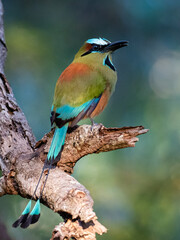 Motmot