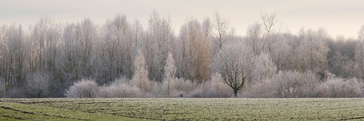 Laubwald mit Raureif, Westfalen, Nordrhein-Westfalen, Deutschland, Europa