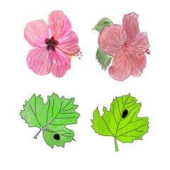 Set of hibiscus flowers and leafs, colourful floral clipart