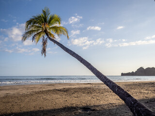 Palme