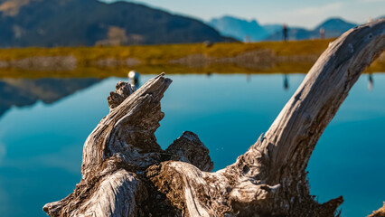 Details of a tree root with reflections at the famous Asitz summit, Leogang, Salzburg, Austria