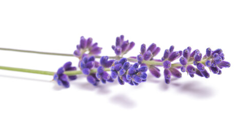 Lavender flowers