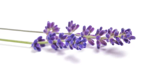Fotobehang Lavender flowers © Scisetti Alfio