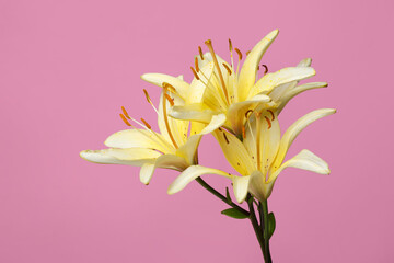 Branch of yellow lilies isolated on a pink background.