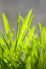 grass. Spring sprouts