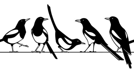 Vector horizontal seamless pattern with hand drawn cute Magpies sitting on a wire. Ink drawing, graphic style. Beautiful animal design elements. Perfect for prints and patterns - obrazy, fototapety, plakaty