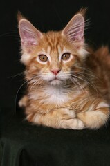 portrait of a cat with eyes