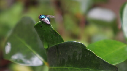 green fly on the leaf