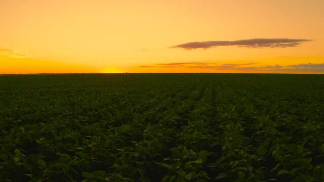 AERIAL IMAGE - DRONE WITH SMOOTH CINEMATOGRAPHIC MOVEMENT ZOOM INTO THE SOY FARM TOWARD THE SETTING SUN