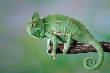 The Veiled Chameleon is a species of chameleon native to Yemen and Saudi Arabia. - obrazy, fototapety, plakaty