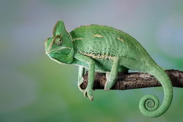 Fotobehang The Veiled Chameleon is a species of chameleon native to Yemen and Saudi Arabia. © Lauren