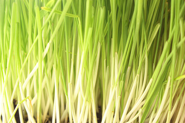 Fototapeta premium grass