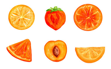 Watercolor set of orange fruit slices on white background