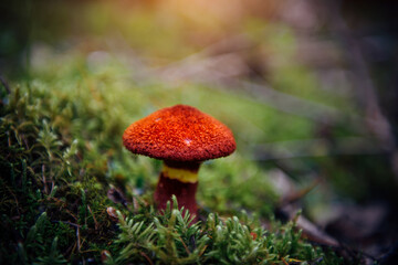 Mushroom with a bright red scaly cap, close-up, blurred green background. Boletinus asiaticus growing among moss in a humid forest. Beautiful poisonous fungi.
