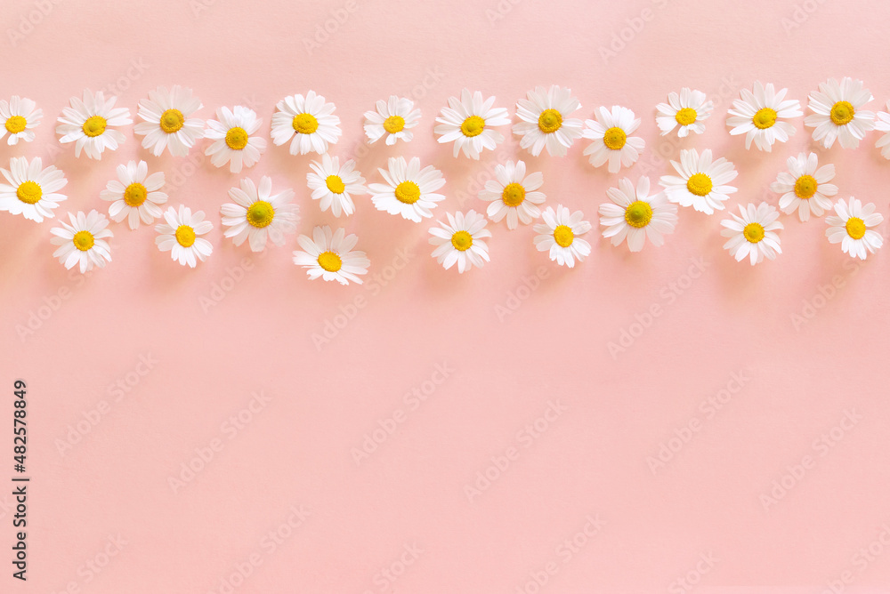 Sticker Daisy flower on a delicate pink background. Spring background. Mother's Day Gift