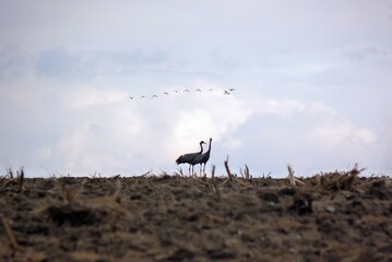 Spring came and cranes coming too.... © Jark