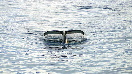 Fluke of whale close up