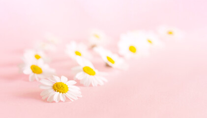 Fototapeta na wymiar Daisy flower on a delicate pink background. Spring background. Mother's Day Gift