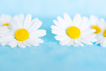 white chamomile flower on blue background, blurred floral background