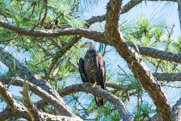 The bald eagle (Haliaeetus leucocephalus)
