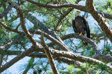 The bald eagle (Haliaeetus leucocephalus)