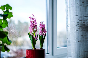 Pink hyacinth blooms in a flowerpot in the apartment on the window sill. Selective focus