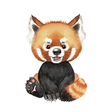Red Panda Baby Images Browse 4 095 Stock Photos Vectors And Video Adobe Stock