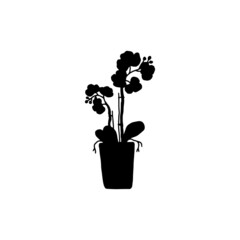 silhouette phalaenopsis with flowers houseplant. Indoor potted plant vector outline black and white doodle illustration.