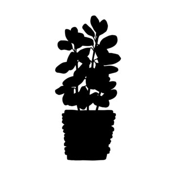 recommend clip art: silhouette ficus houseplant. Indoor potted plant vector outline black and white doodle illustration.