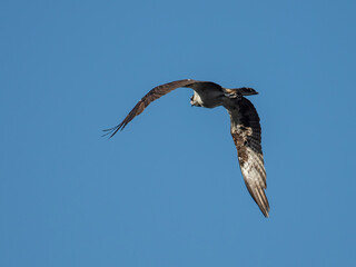 Seeadler
