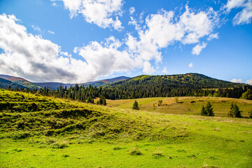 Obraz premium hills covered with grass near the coniferous forest on a background of young mountains on a summer day. natural landscape.