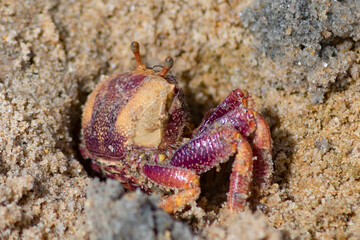 A crab on a sandy beach sits with its back in a hole. Photo wallpaper.