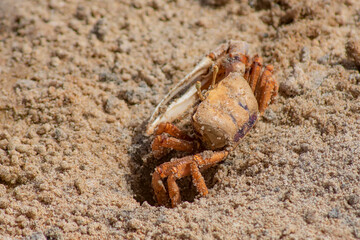 A crab on a sandy beach sits with its back in a hole. Photo wallpaper.