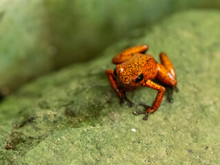 Fototapeta premium Frosch