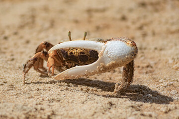 A crab on the sand looks into the frame and hides behind a claw. Wallpaper. Blurred background for text.