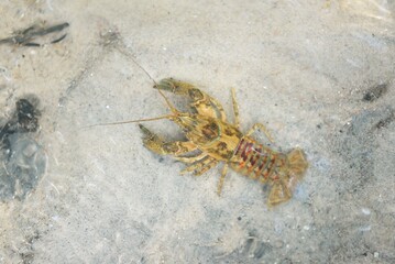 American spiny-cheek high crayfish (Orconectes Limosus) invasive to Europe in forest river,...