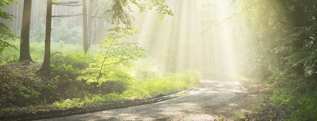Pathway in a majestic forest. Natural tunnel. Mighty tree silhouettes. Fog, sunbeams, soft...