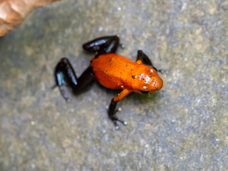 Frosch
