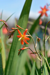Montbretia Carmin Brilliant