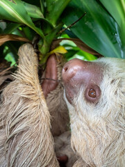 Obraz premium Faultier