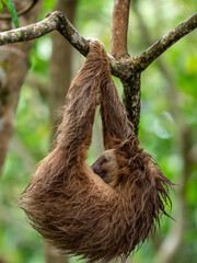 Fototapeta premium Faultier