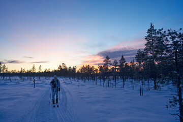 Hunting in Sweden. Winter hunt for capercaillie also called capercailzie or wood grouse. The hunter must move silently across the snow on skies and stop often a scout the land with binoculars. 