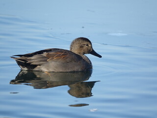 male gadwall duck (Anas strepera) with reflection on calm water of lake